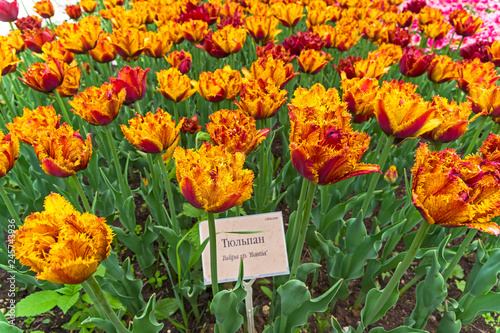 Tulips of the Bastia species on a flowerbed.