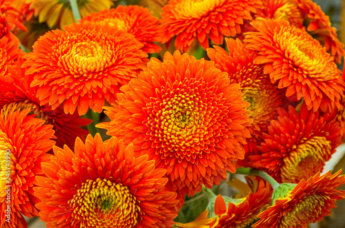 Terry dark orange gerberas.