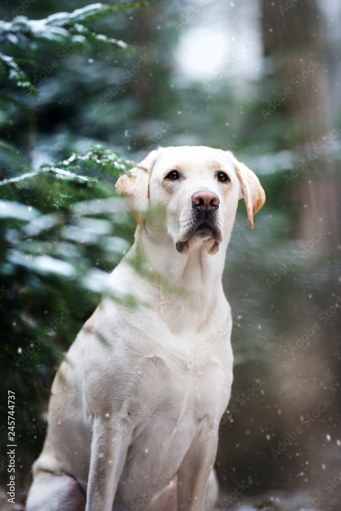 Labrador im Winter Wald