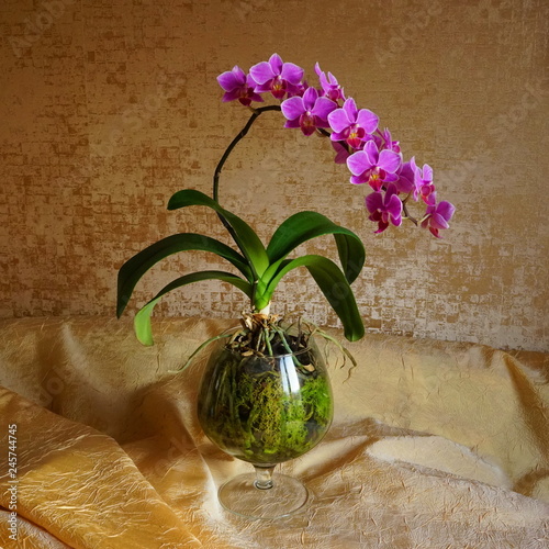 pink orchid on a beige background