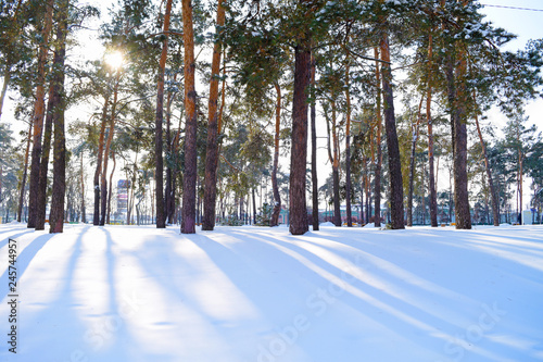 View of the white snow and pine forest the sun is shining. Winter landscape.