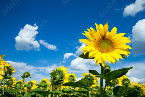 Fototapeta Naklejka Na Ścianę i Meble -  Sunflower field with cloudy blue sky