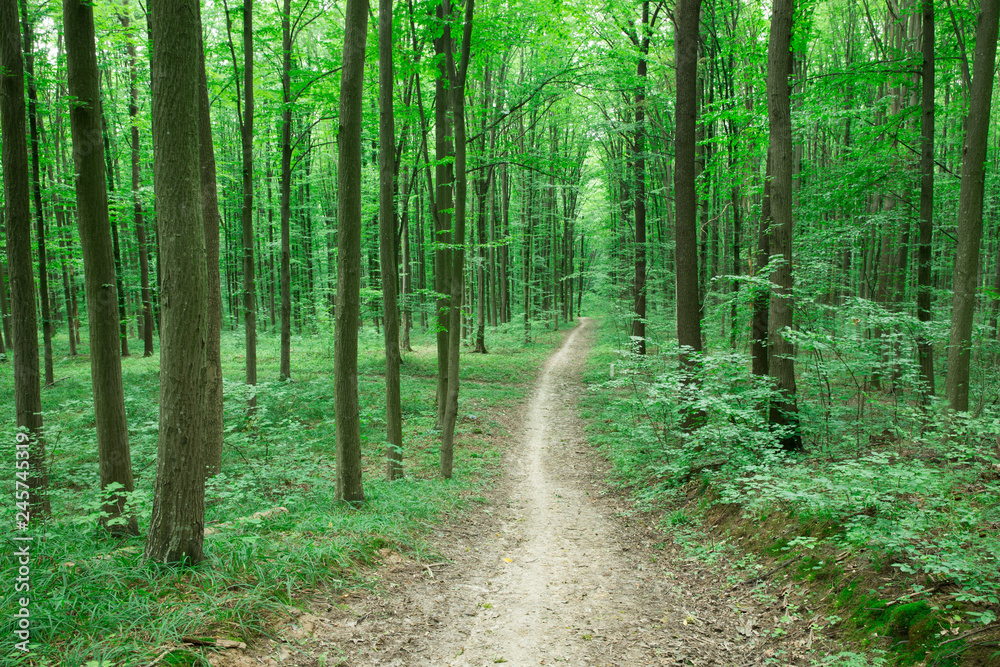 Forest trees. nature green wood sunlight backgrounds Forest trees. nature green wood sunlight backgrounds