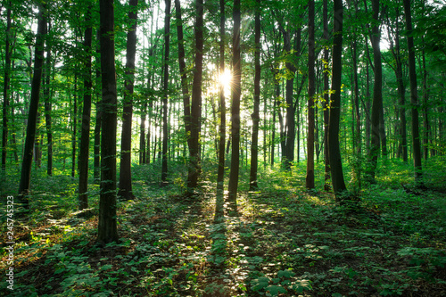 Forest trees. nature green wood sunlight backgrounds