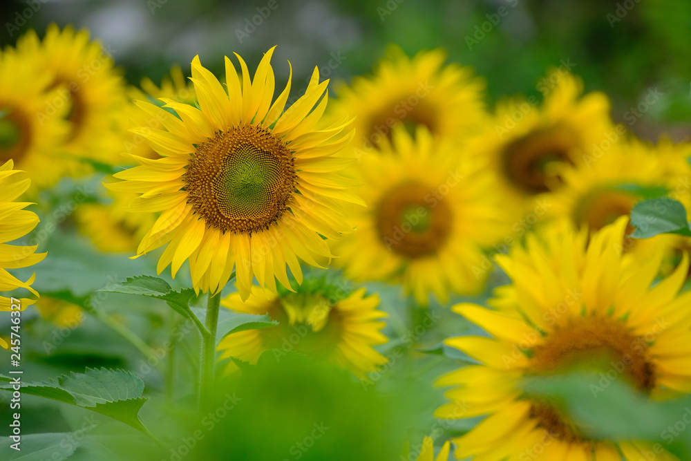 Sunflower in the morning light Sunflower in the morning light