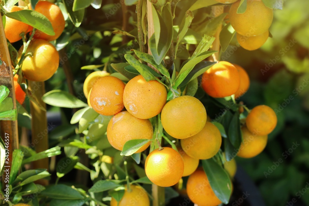 Orange tree in garden Orange tree in garden