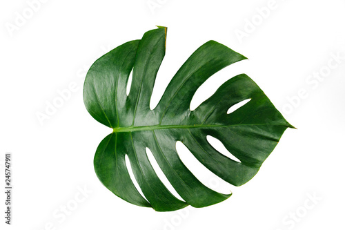 Monstera green leaf isolated on white background with clipping path for summer and spring design element.