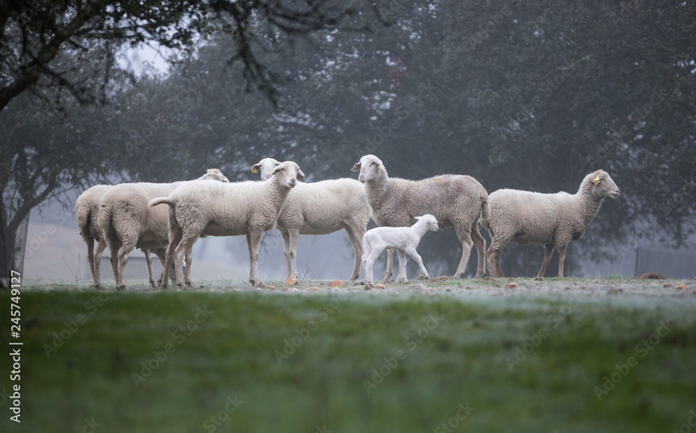 sheep in full nature grazing in foggy day