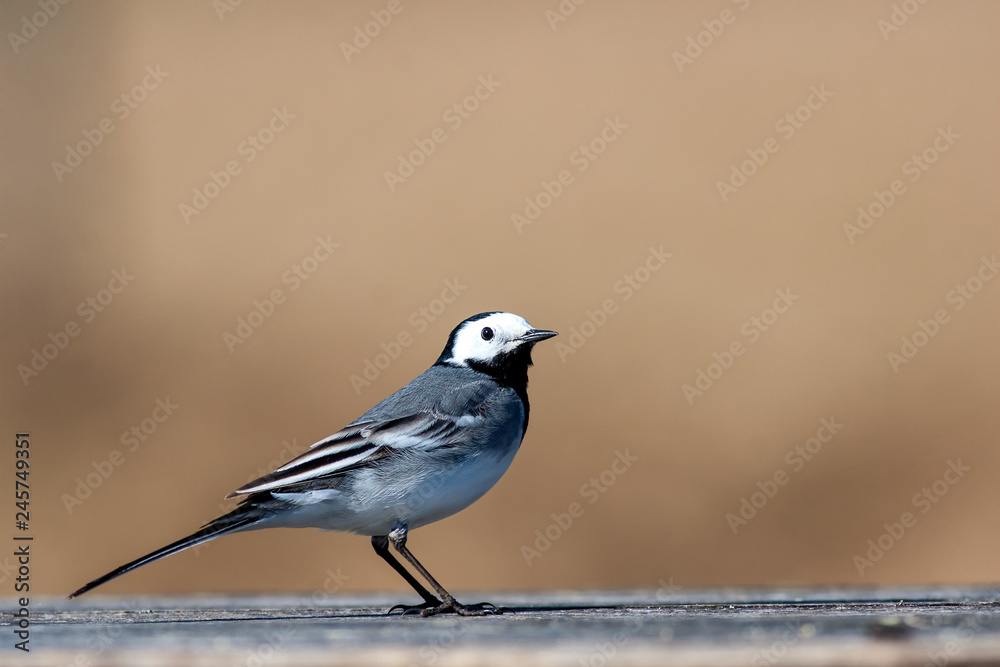 White wagtail standing on a bench. White wagtail standing on a bench.