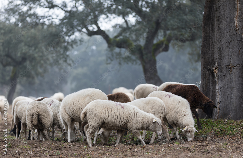 sheep in full nature grazing in foggy day sheep in full nature grazing in foggy day