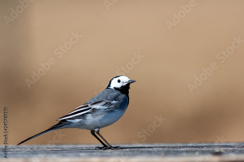 White wagtail standing on a bench. © Matyas