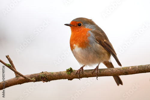 European robin (Erithacus Rubecula) sitting on a branch in the winter © Adrian 