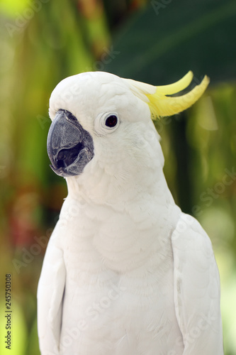 The yellow-crested cockatoo (Cacatua sulphurea) also known as the lesser sulphur-crested cockatoo, portait with green background.