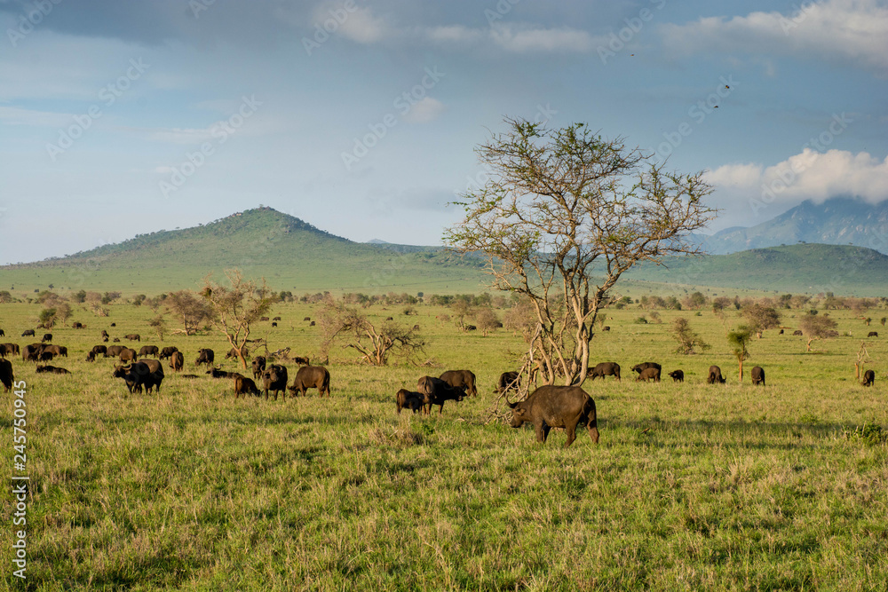 Buffalo seen in taita hills at Tsavo National Park in Kenya. Kenya safari