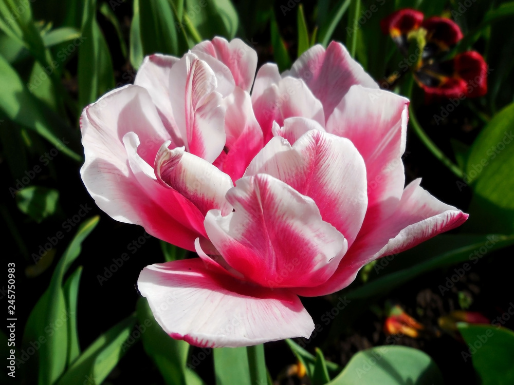 Fototapeta premium Pink and white tulip grows on a flower bed on the summer cottage.