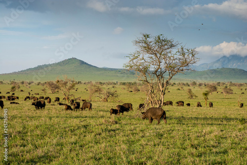 Buffalo seen in taita hills at Tsavo National Park in Kenya. Kenya safari