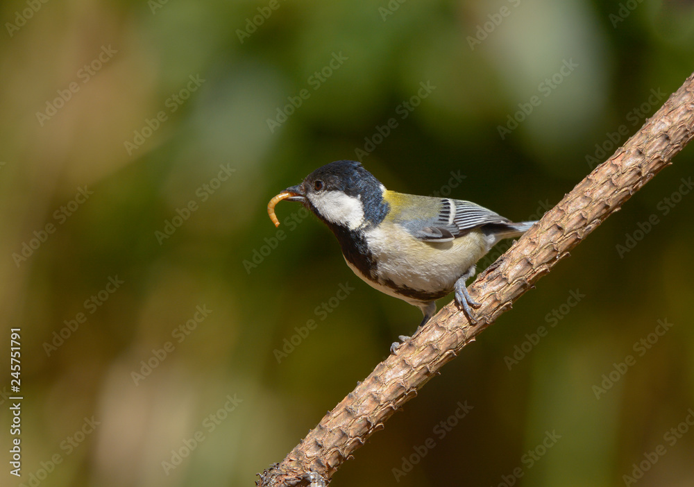 Fototapeta premium Great Tit,Japanese Tit, Beautiful bird in Thailand.
