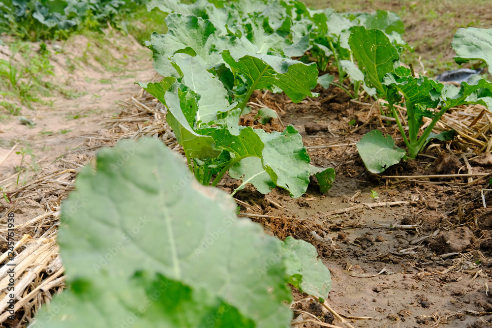 plant growing in farm. vegatable plantation in garden plant growing in farm. vegatable plantation in garden