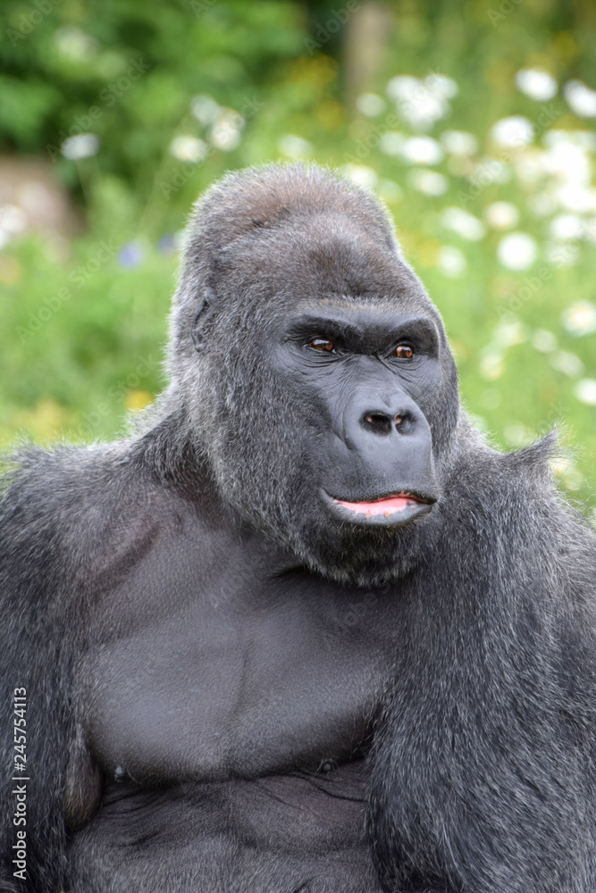 Fototapeta premium Western Lowland Gorilla