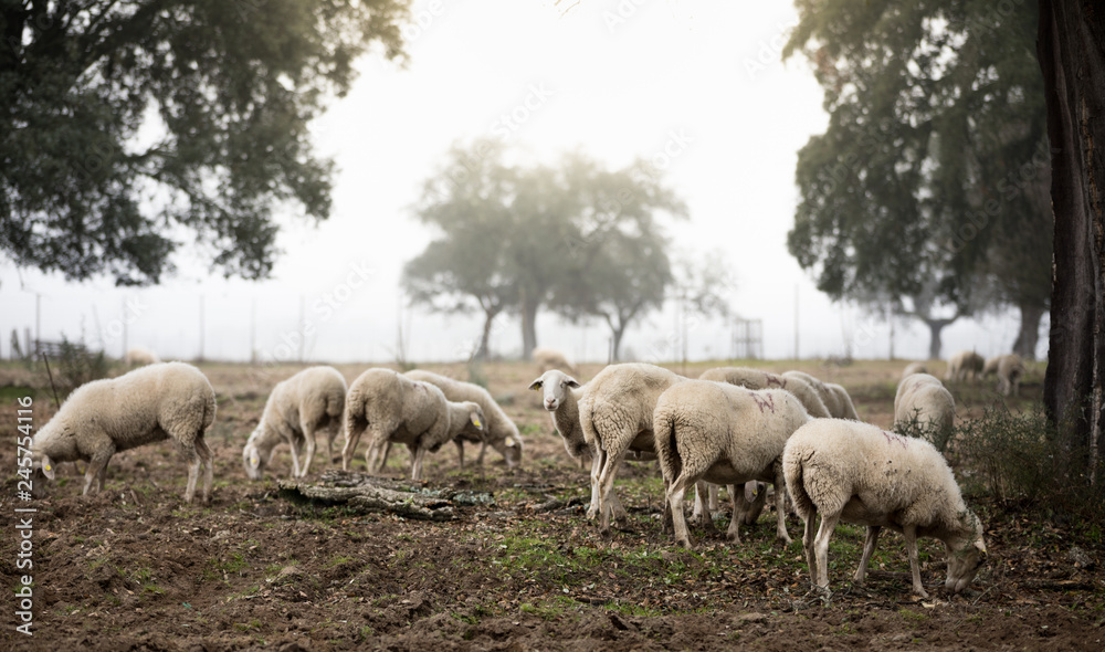 sheep grazing in the field a foggy day sheep grazing in the field a foggy day