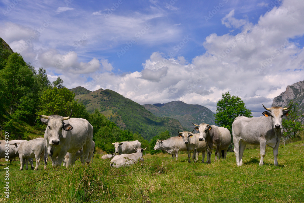 Troupeau de vaches ariégeoises en alpage dans les Pyrénées,  département de l'Ariège en région Occitanie, France