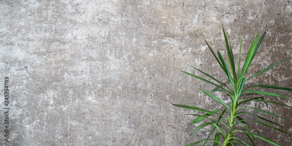 Obraz premium Concrete wall rooms, Modern wall with flower in luxurious house, empty contemporary background