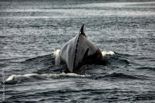 whale watching