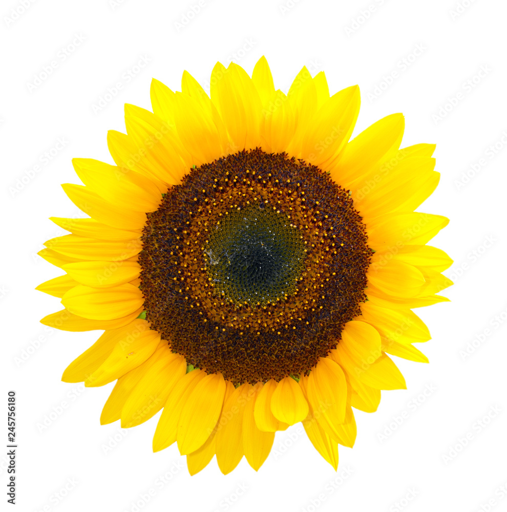 Fototapeta premium Sunflower isolated on white background.
