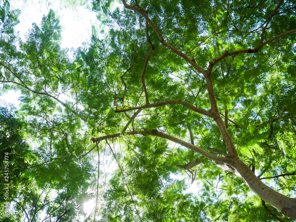 Fototapeta premium Big tree full of branches, Under the shade of tall trees in tropical Thailand.