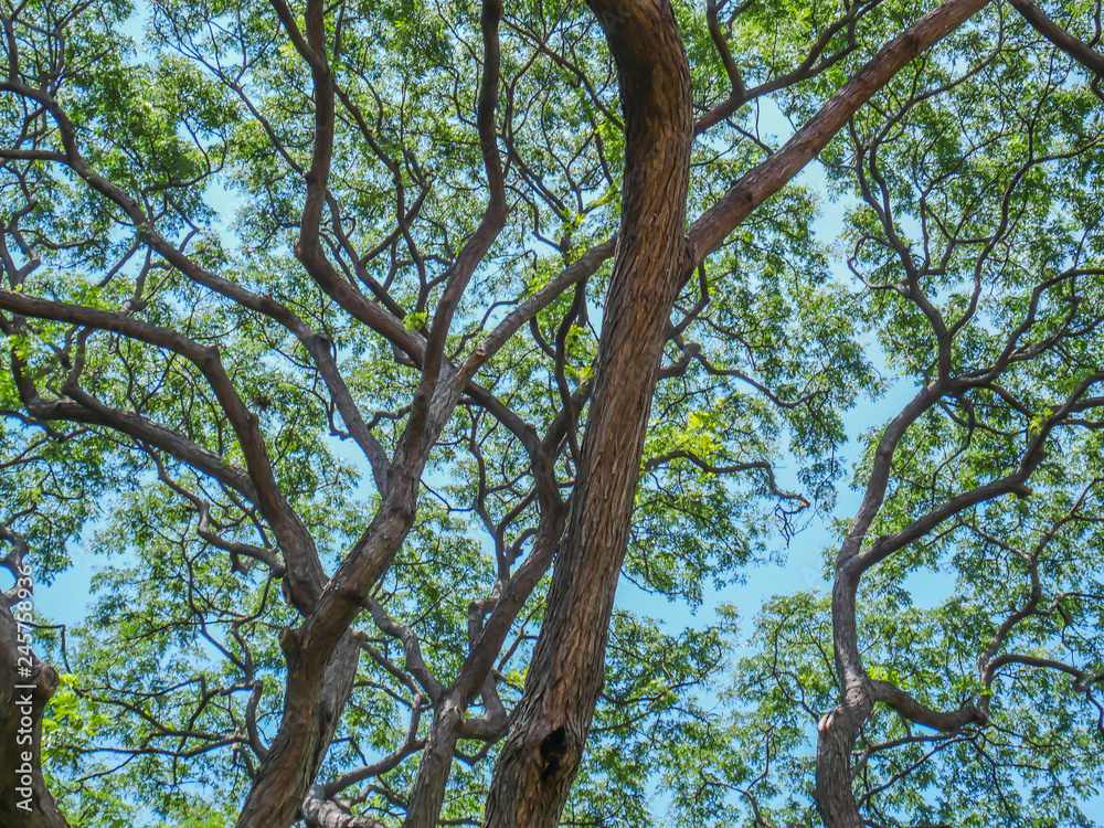 Obraz premium Big tree full of branches, Under the shade of tall trees in tropical Thailand.