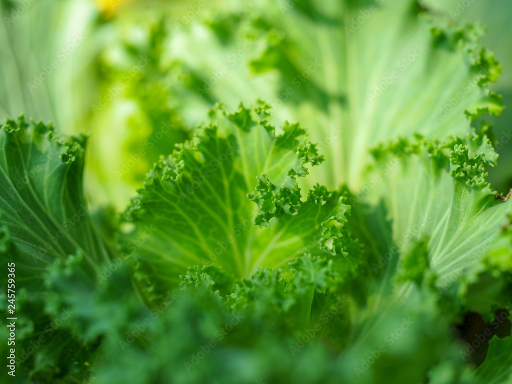 Ornamental cabbage Green leafy vegetables in a fresh, clean, nontoxic
