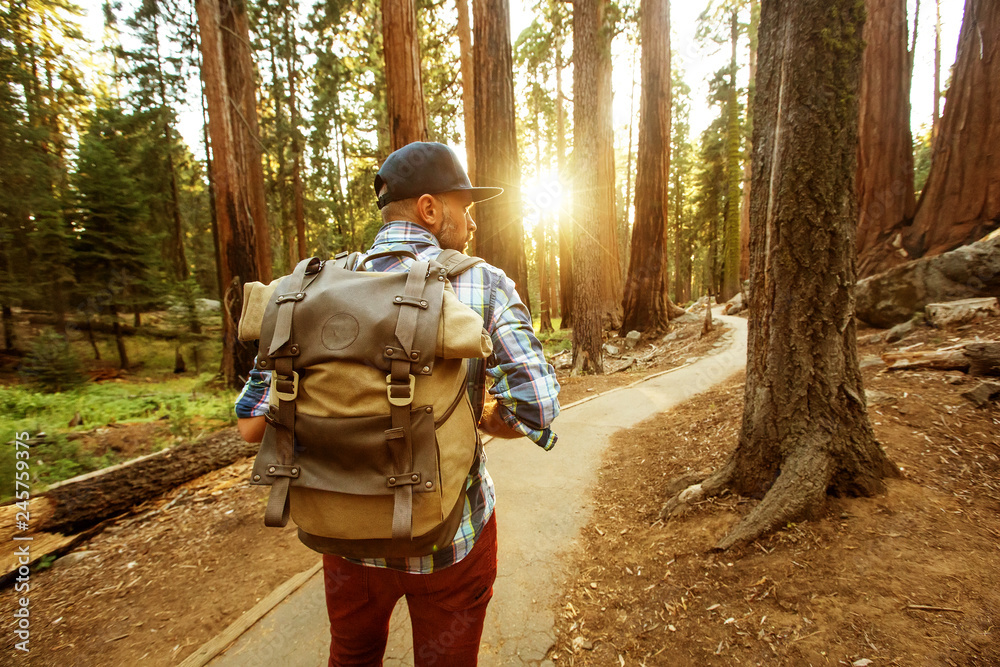 Naklejka premium Hiker in Sequoia national park in California, USA