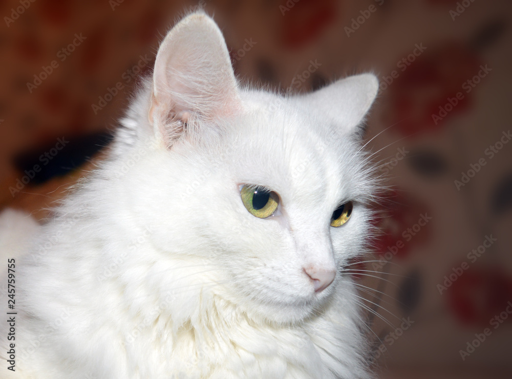 beautiful young white fluffy cat thoughtfully sitting at home beautiful young white fluffy cat thoughtfully sitting at home
