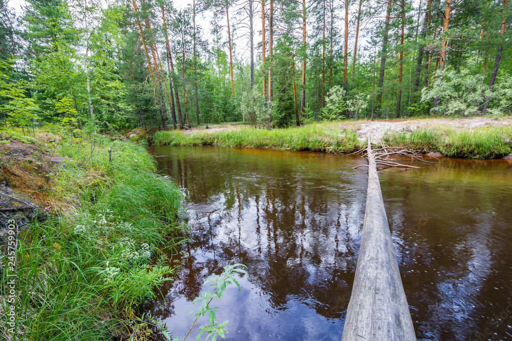 Fallen tree jump other side of taiga river in forest. Fallen tree jump other side of taiga river in forest.