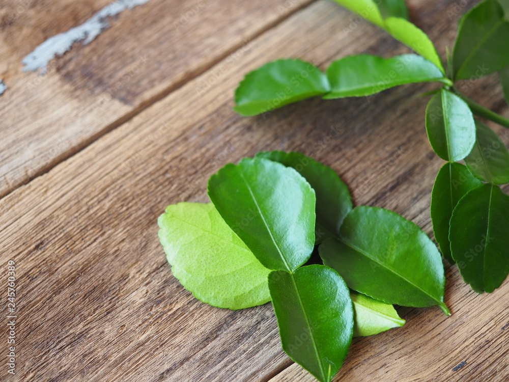 Fresh green kaffir lime leaves or Bergamot On old wooden boards in a spice concept for Thai food Fresh green kaffir lime leaves or Bergamot On old wooden boards in a spice concept for Thai food