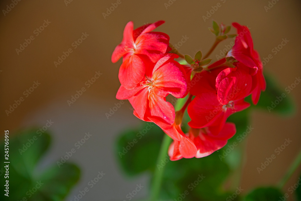 Fototapeta premium FLOWERS: red on brown