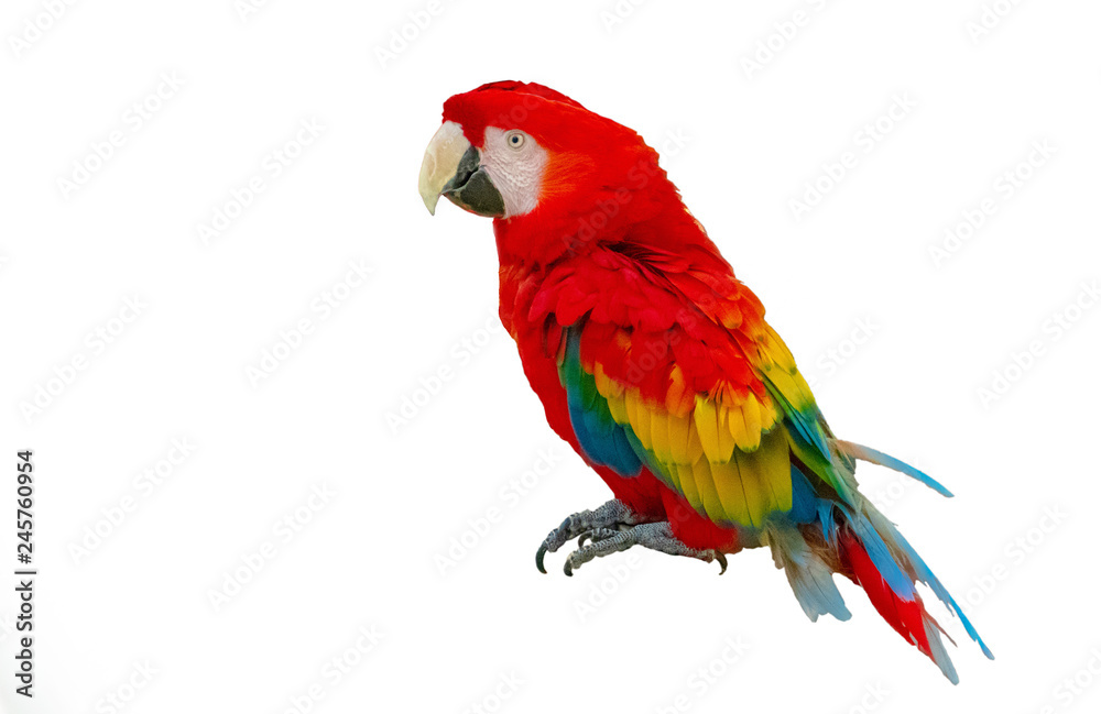 Macaw parrot isolated on white background