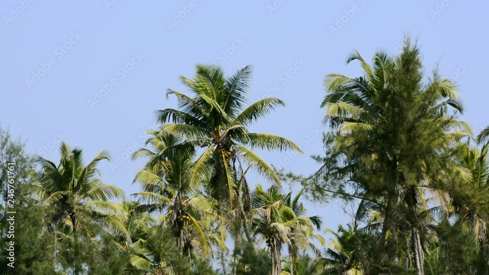 Palm branches move in the wind Palm branches move in the wind