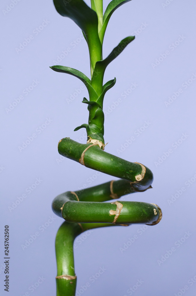 Fototapeta premium Bamboo on a blue background