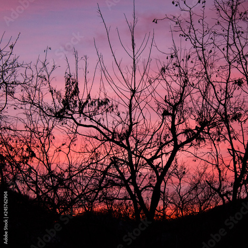 A game of tones and contrasts: amazing pink, burning sunset in the forest with tree branch silhouettes © laura
