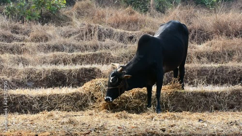 zebu cow eating hay