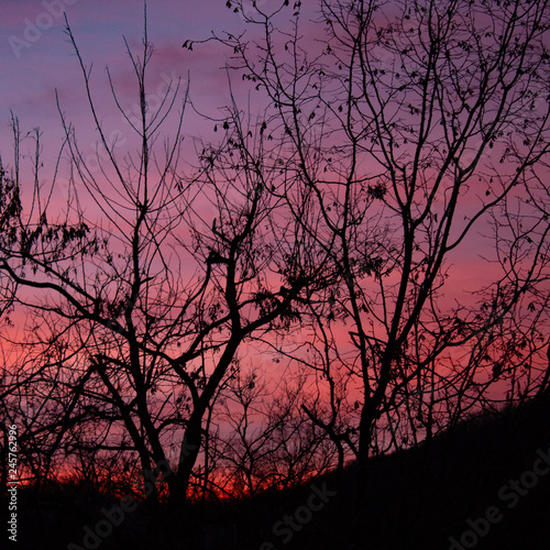 A game of tones and contrasts  amazing pink  burning sunset in the forest with tree branch silhouettes