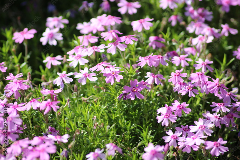 purple flowers in the garden