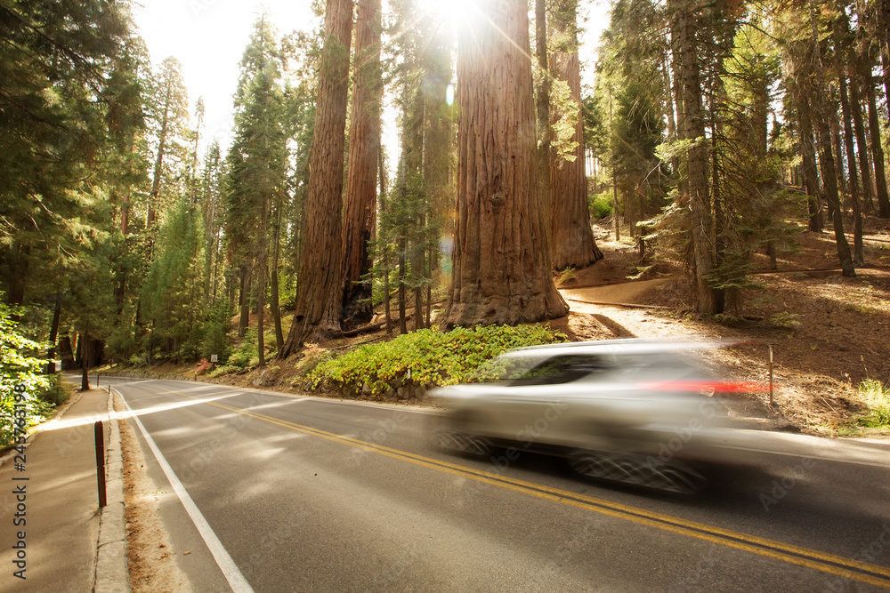 Fototapeta premium Sunset in Sequoia national park in California, USA