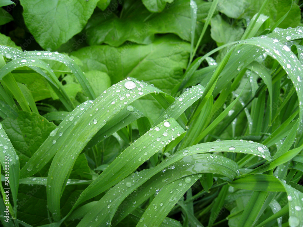 Morning dew in the form of drops on the young green grass. Close up. Morning dew in the form of drops on the young green grass. Close up.