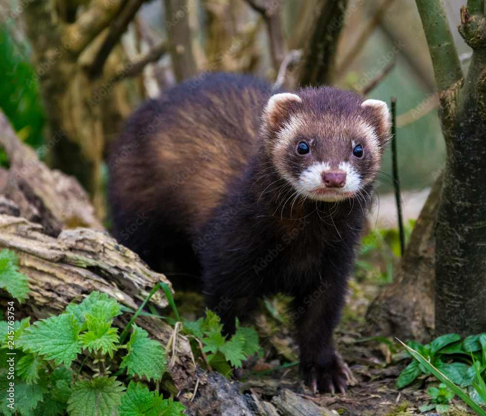 Polecat (Captive) Polecat (Captive)