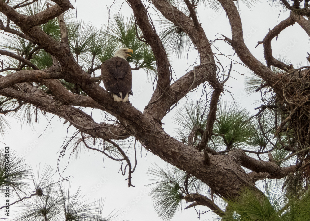 BALD EAGLES