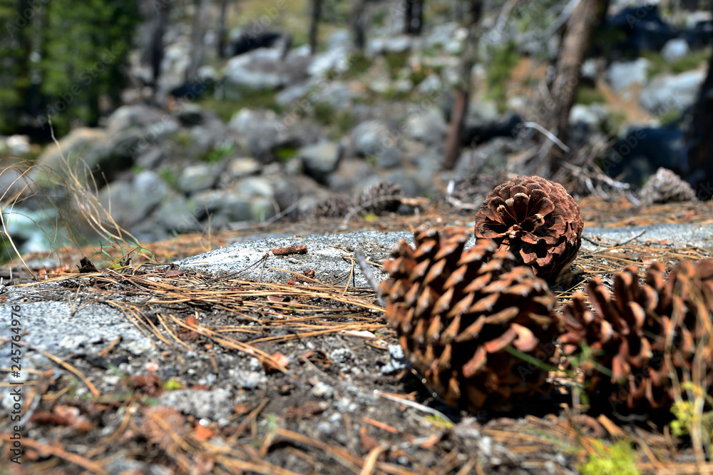 Pine cones close up in Yosemite National Park, California, USA Pine cones close up in Yosemite National Park, California, USA