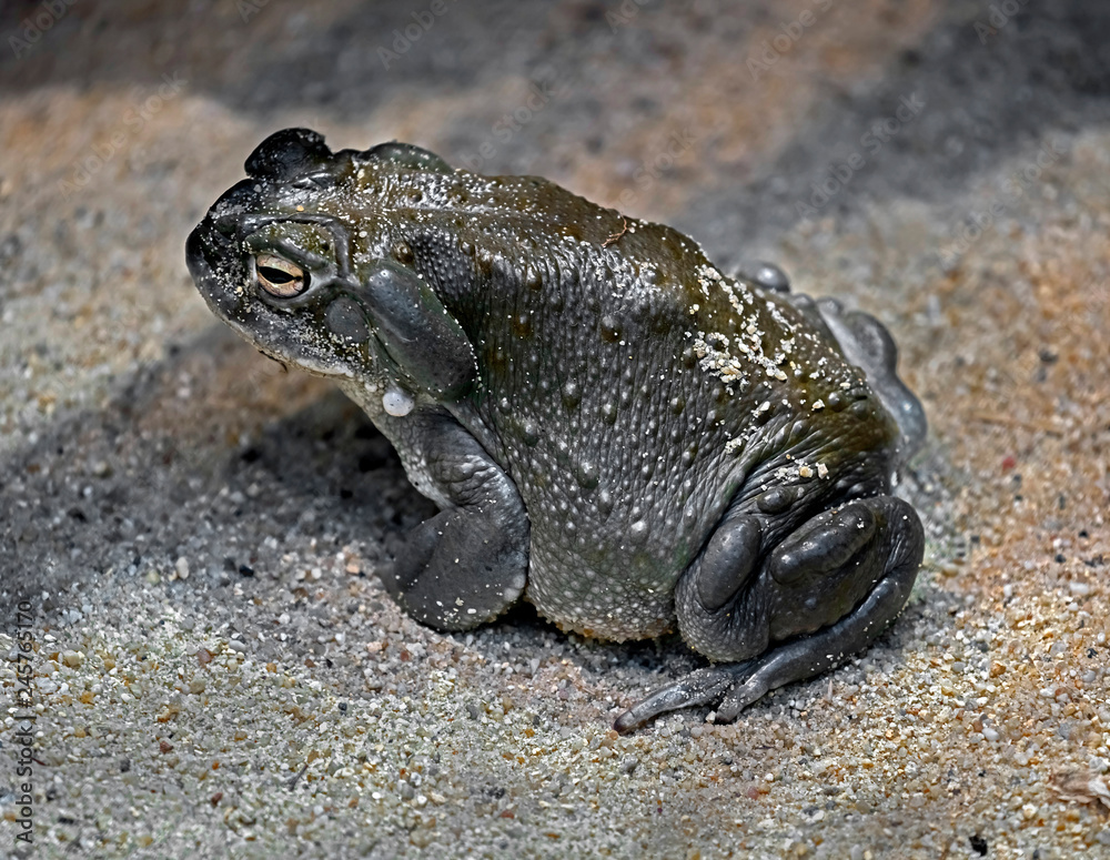 Fototapeta premium Colorado river toad also known as sonoran desert toad. Latin name - Bufo alvarius