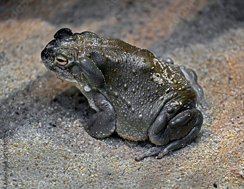 Colorado river toad also known as sonoran desert toad. Latin name - Bufo alvarius